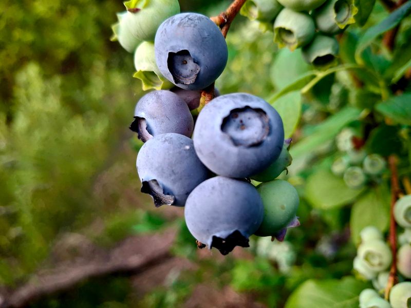 황인근님의 장터 판매 상품 [블루베리 무농약 ] 첨부 사진