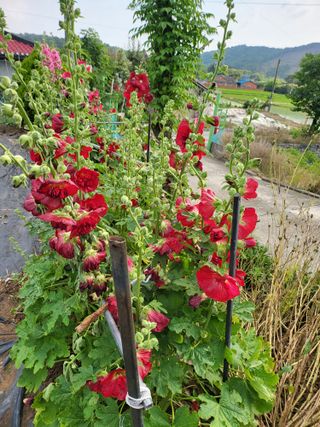 논산상월안정환님의 자유주제 · 자유게시판 작성글 사진