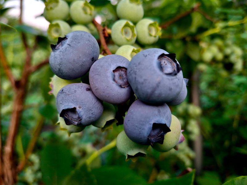 황인근님의 장터 판매 상품 [블루베리 무농약 ] 첨부 사진