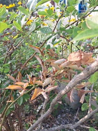 하루돌이님의 농사, 무엇이든 물어보세요! · 참여글 작성글 사진