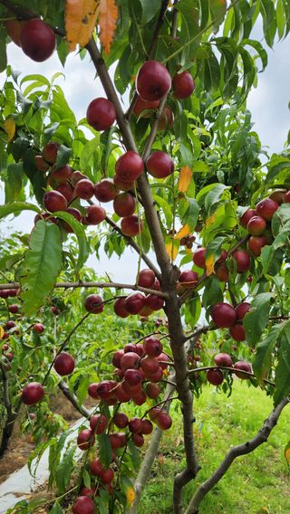 한재골님의 자유주제 · 자유게시판 작성글 사진