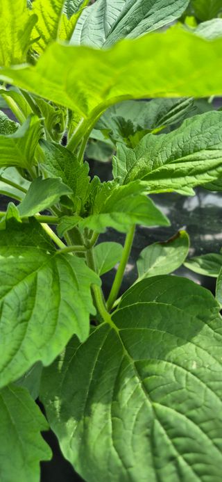 힐링농장님의 자유주제 · 자유게시판 작성글 사진