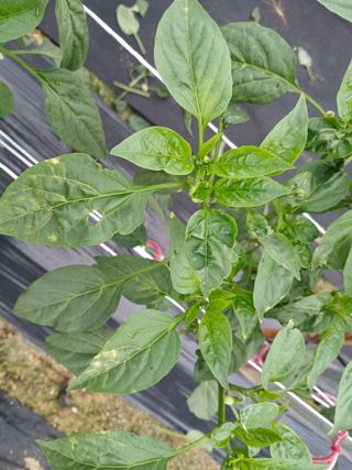 할아버지초보농사꾼님의 자유주제 · 자유게시판 작성글 사진