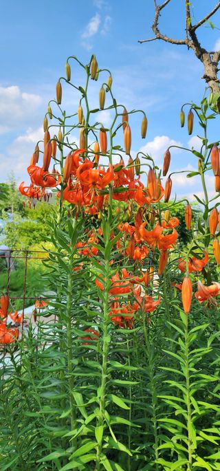 고추건조기부품판매님의 자유주제 · 자유게시판 작성글 사진