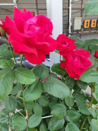 재연농장님의 자유주제 · 자유게시판 작성글 사진