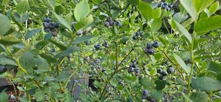 모란님의 작성글 사진