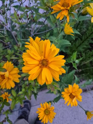 신인농원님의 자유주제 · 자유게시판 작성글 사진