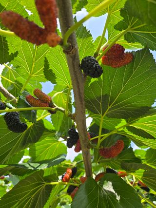 방촌대장님의 자유주제 · 자유게시판 작성글 사진