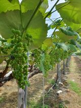 팜모닝 · 게시글 이미지