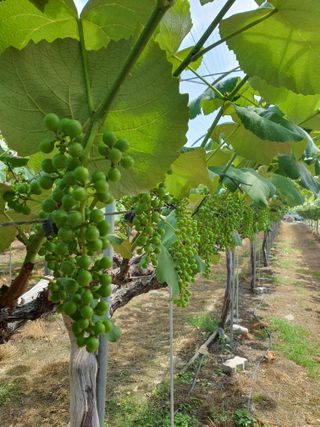 소백산단산포도이종석님의 작성글 사진