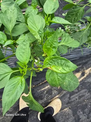 소병찬님의 농사, 무엇이든 물어보세요! · 참여글 작성글 사진