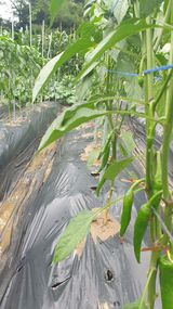 팜모닝 · 게시글 이미지