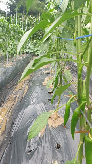 이경옥님의 작성글 사진