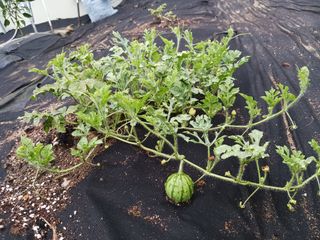 조정분(사랑이엄마)님의 자유주제 · 자유게시판 작성글 사진