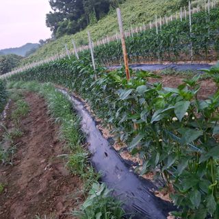 오영도님의 자유주제 · 자유게시판 작성글 사진