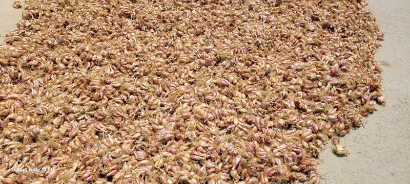 오늘이 가장 젊은날님의 장터 판매 상품 [예천 토종 쪽파종구] 첨부 사진