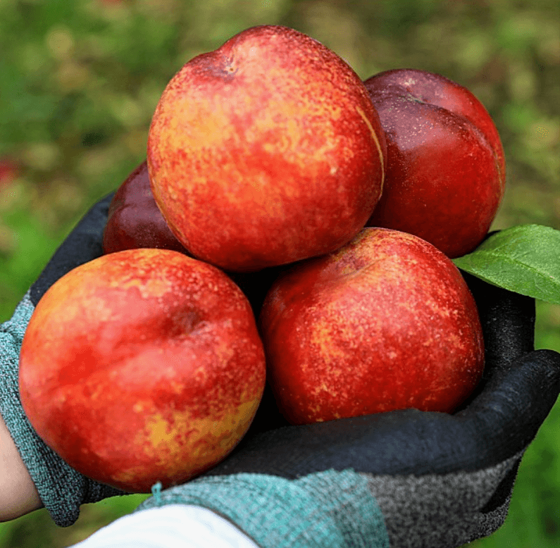장터 상품 [고당도 천도복숭아] 썸네일