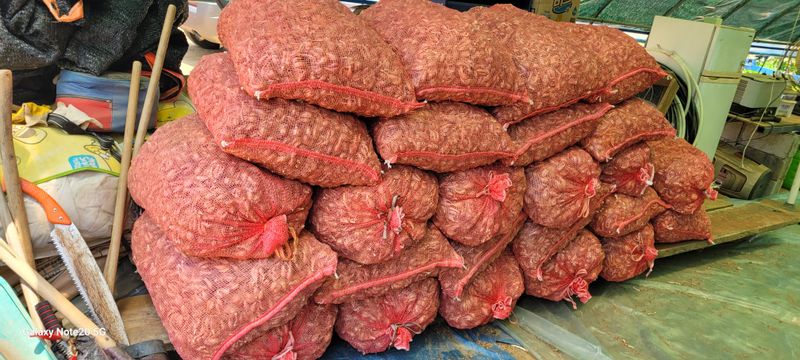 오늘이 가장 젊은날님의 장터 판매 상품 [예천 토종 쪽파종구] 첨부 사진