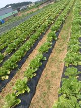 팜모닝 농사, 무엇이든 물어보세요!·참여글 게시글 이미지