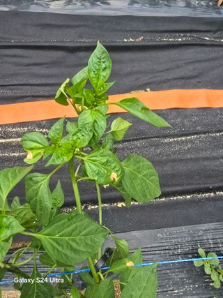 소병찬님의 농사, 무엇이든 물어보세요! · 참여글 작성글 사진