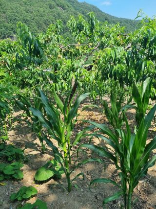 김용대님의 자유주제 · 자유게시판 작성글 사진