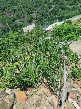 김용대님의 자유주제 · 자유게시판 작성글 사진