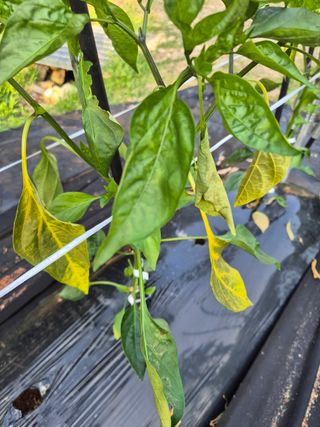 낙엽교목류17614님의 자유주제 · 자유게시판 작성글 사진