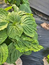 팜모닝 자유주제·자유게시판 게시글 이미지