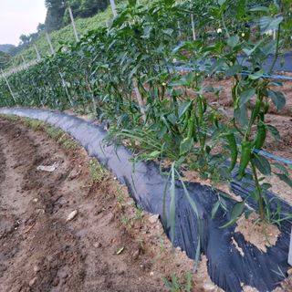 오영도님의 자유주제 · 자유게시판 작성글 사진