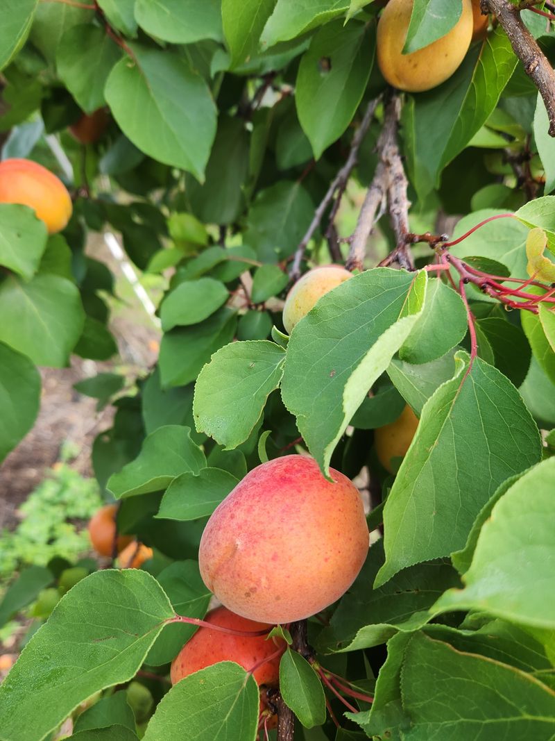 김육환님의 장터 판매 상품 [하코드살구상 3kg] 첨부 사진