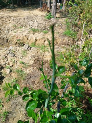 제주할아범님의 자유주제 · 자유게시판 작성글 사진