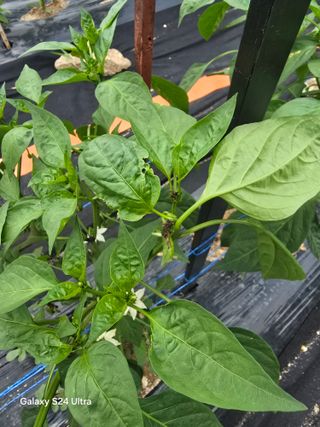 소병찬님의 농사, 무엇이든 물어보세요! · 참여글 작성글 사진