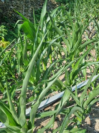 김용대님의 자유주제 · 자유게시판 작성글 사진