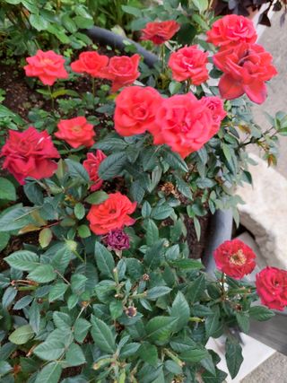 재연농장님의 자유주제 · 자유게시판 작성글 사진