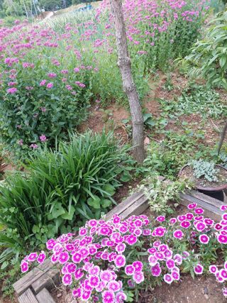 재연농장님의 자유주제 · 자유게시판 작성글 사진