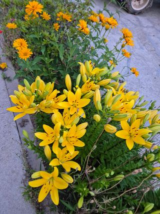 신인농원님의 자유주제 · 자유게시판 작성글 사진