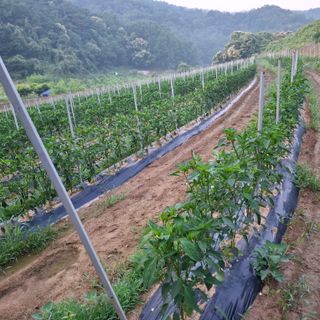 오영도님의 자유주제 · 자유게시판 작성글 사진