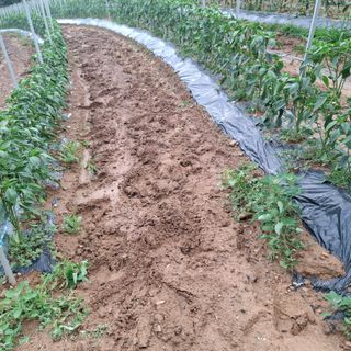 오영도님의 자유주제 · 자유게시판 작성글 사진