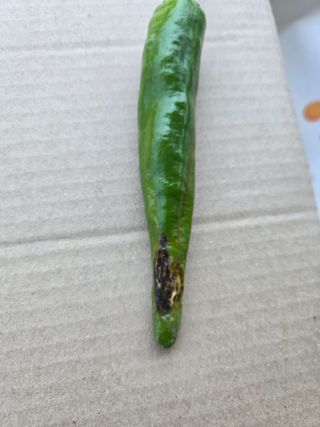 김진수님의 농사, 무엇이든 물어보세요! · 참여글 작성글 사진