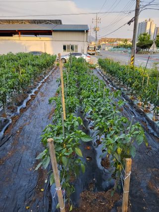 벼8641님의 농사, 무엇이든 물어보세요! · 참여글 작성글 사진