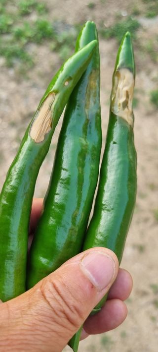 맹철영님의 고추 · 병해충상담 작성글 사진