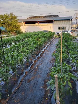 벼8641님의 농사, 무엇이든 물어보세요! · 참여글 작성글 사진