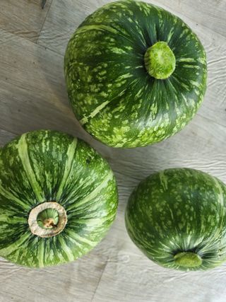 텃밭입문님의 농사, 무엇이든 물어보세요! · 참여글 작성글 사진