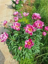 팜모닝 · 게시글 이미지