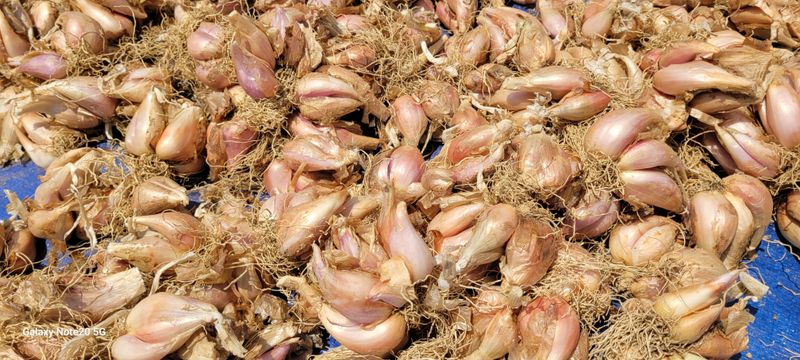 장터 상품 [예천 토종 쪽파종구] 썸네일