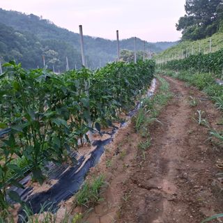 오영도님의 자유주제 · 자유게시판 작성글 사진