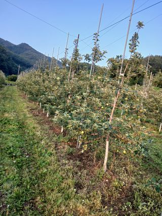 황영래님의 자유주제 · 자유게시판 작성글 사진
