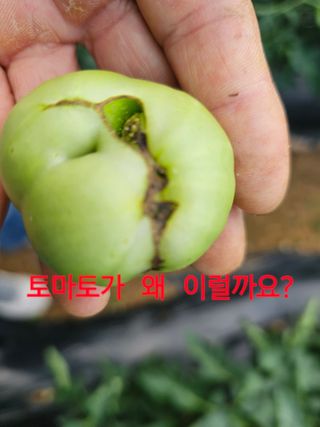 연모 자연의행복님의 농사, 무엇이든 물어보세요! · 참여글 작성글 사진