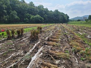 황금사과 이재철님의 자유주제 · 자유게시판 작성글 사진