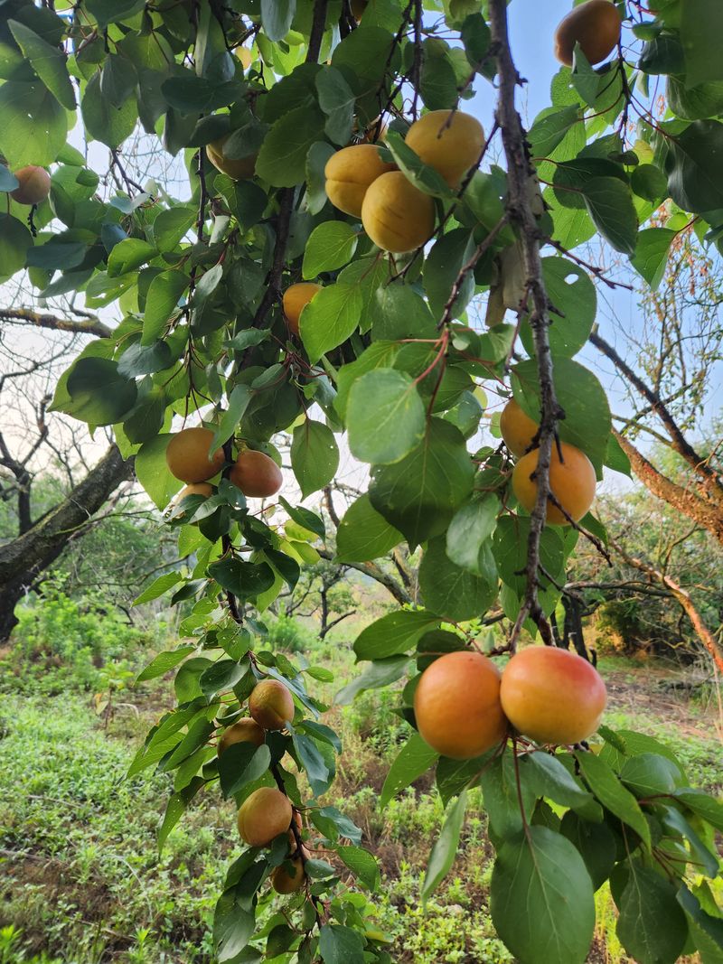 김육환님의 장터 판매 상품 [하코드살구상 3kg] 첨부 사진